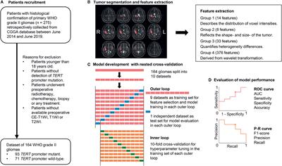 Radiomics Features Predict Telomerase Reverse Transcriptase Promoter Mutations in World Health Organization Grade II Gliomas via a Machine-Learning Approach